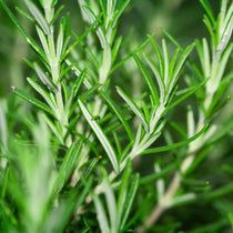 Rosemary (3%)